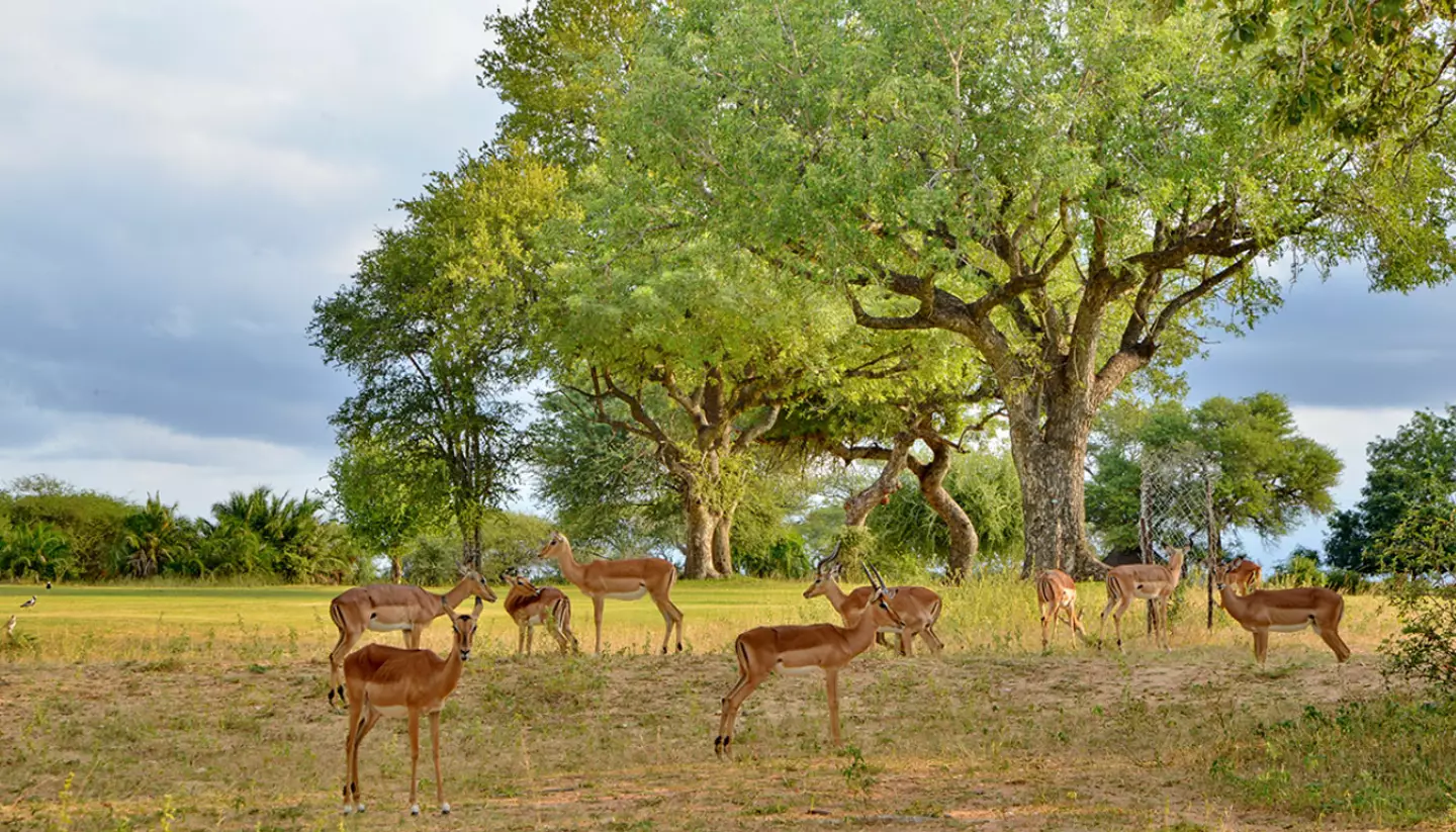 You'll be sharing the green with wild animals.