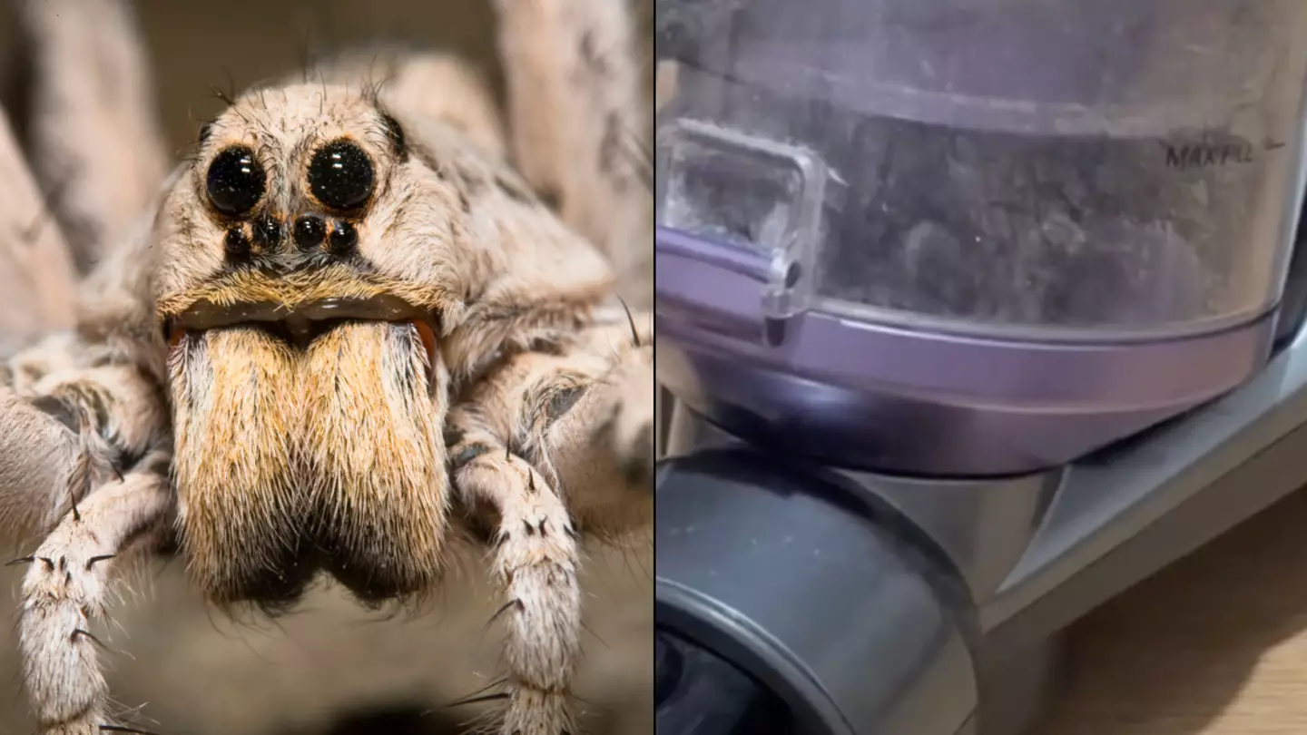 UK spider season has people 'fighting for life' after warning over wrong way to catch them
