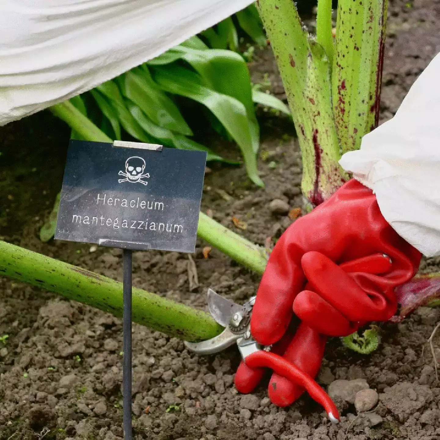 Alnwick has a whole garden full of poisonous plants.