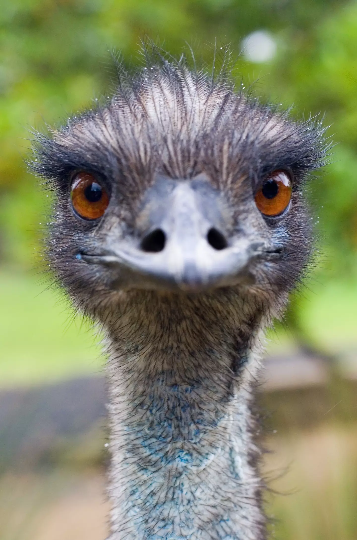 Emus are the second-largest living bird after ostriches.