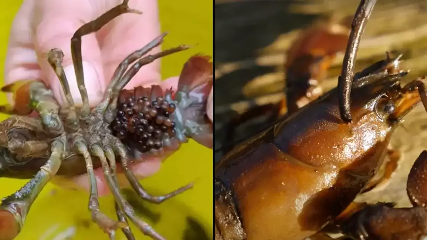 How to identify gruesome river creature Brits warned that they should kill 'on sight' by stabbing in brain