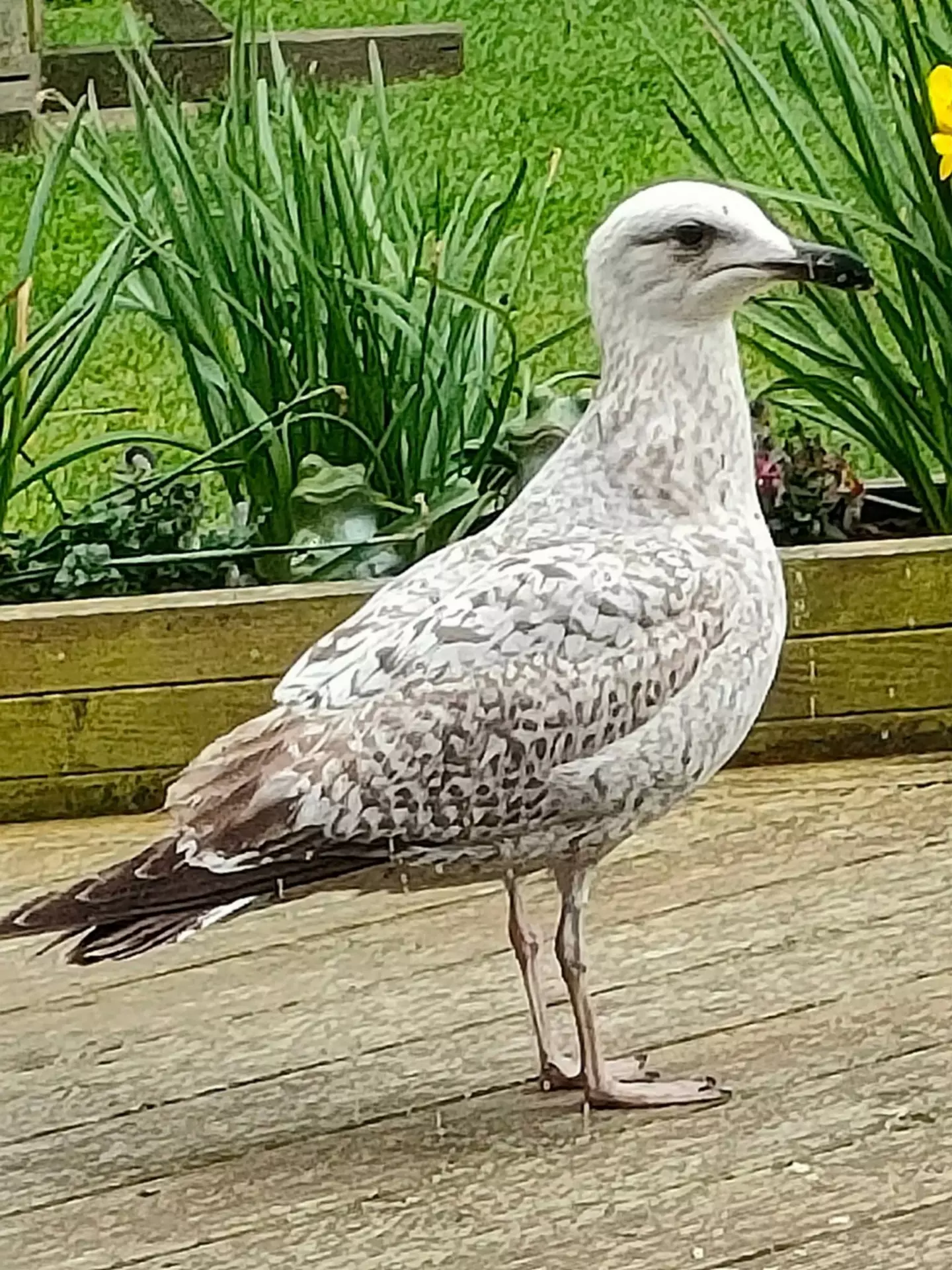 Cedric, the seagull terrorising the Isle of White.