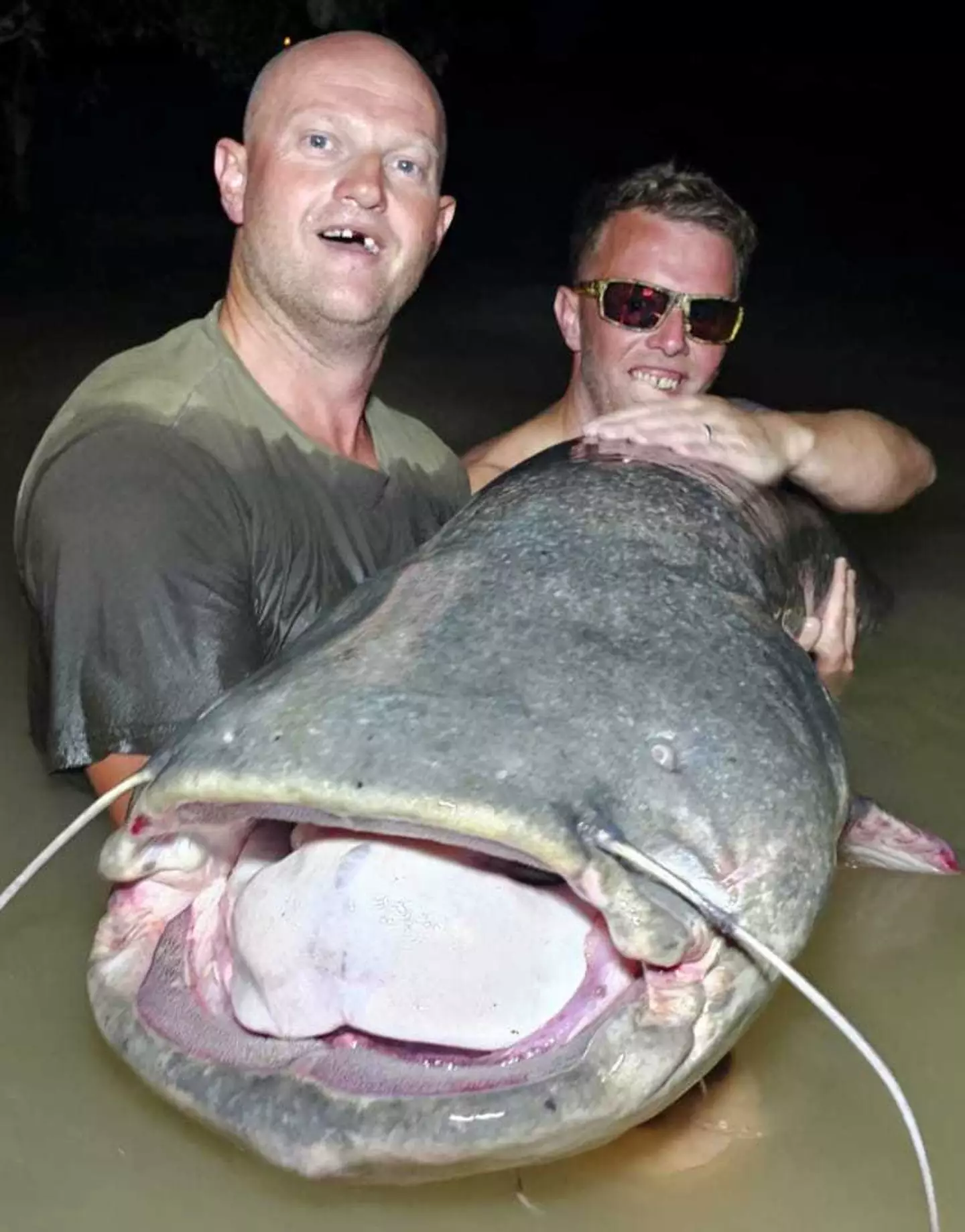 The hooked the massive catfish in the river Segre, north-east Spain.