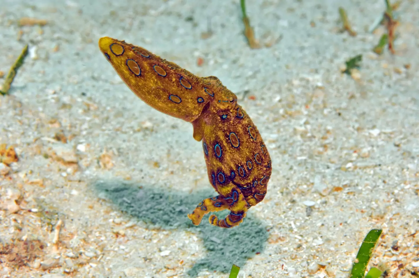 The creature is known as a blue-ringed octopus.