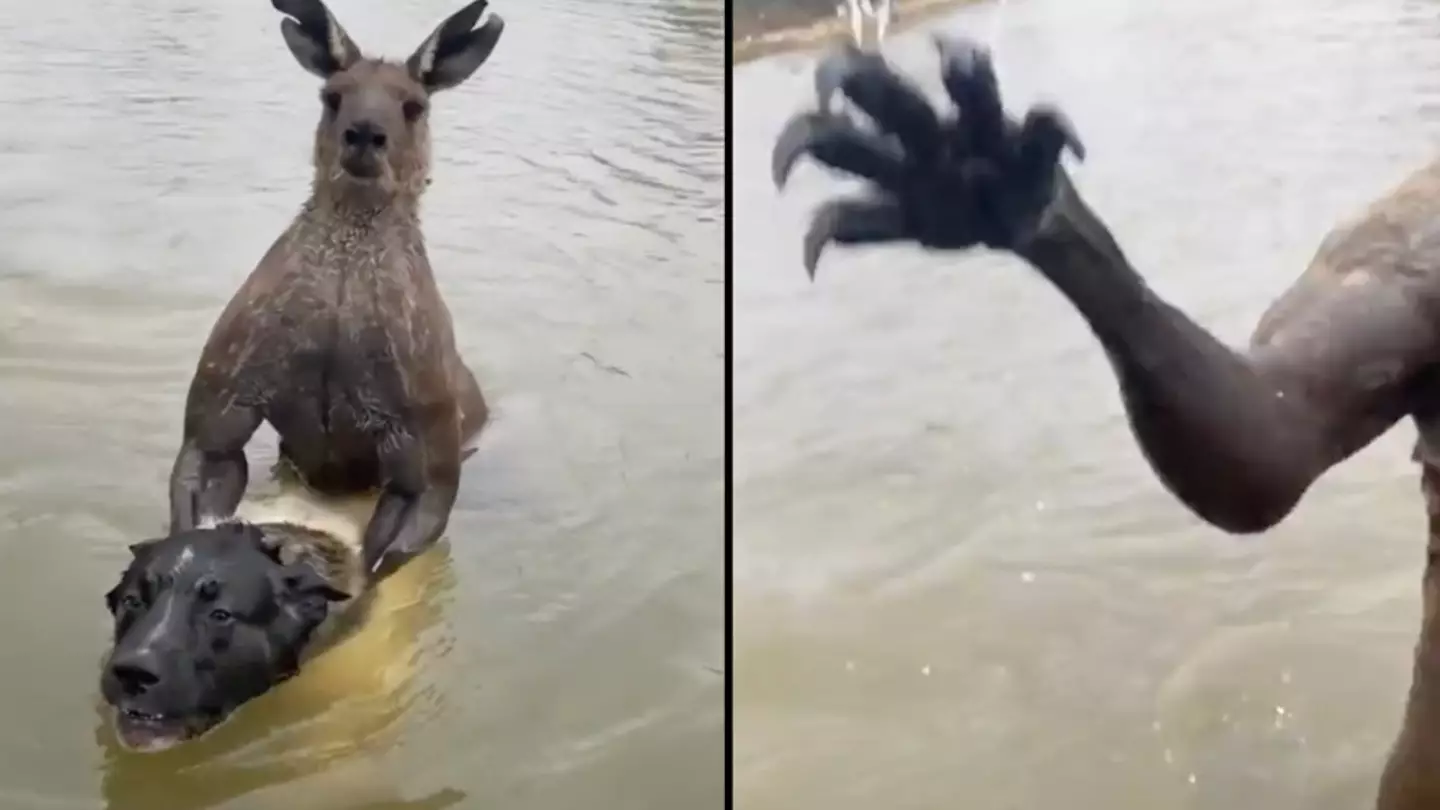 Man bravely rescues his dog from terrifying two-metre-tall kangaroo after having a 'punch on'