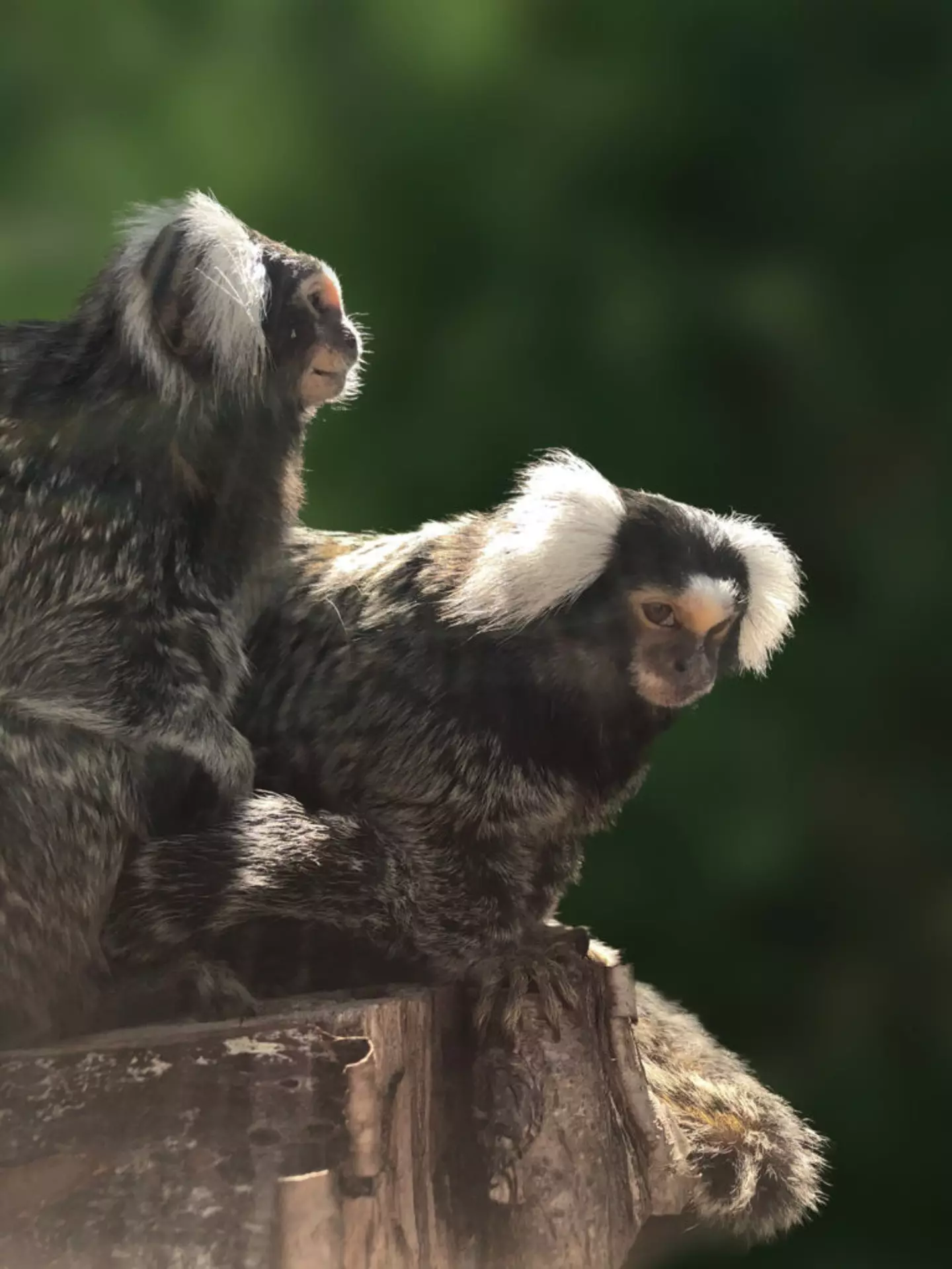 Milly and boyfriend Moon were both rescued from the pet trade and like spending time together.