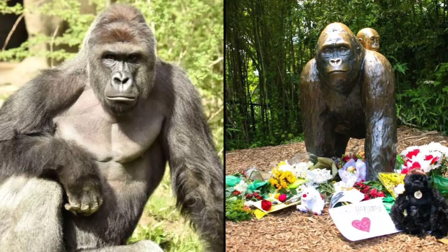 Harambe’s sperm was collected after he died so he could continue his blood line