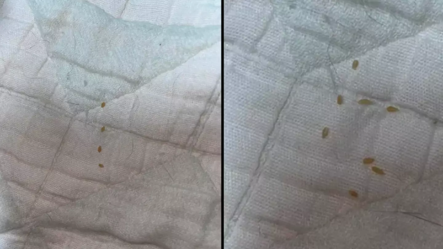 Horror as woman discovers what ‘sesame seed size things’ she found on her bed actually are