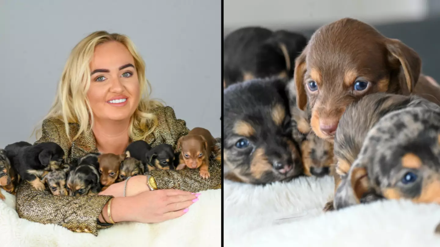 Sausage dog gives birth to 11 puppies and could have set a world record