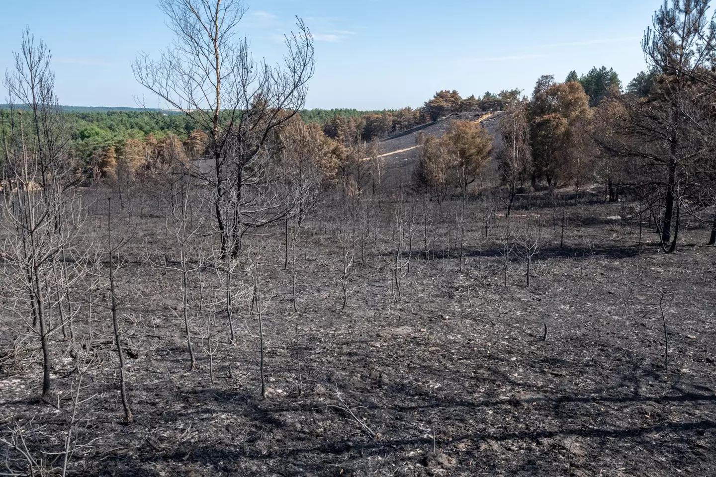 The aftermath of a wildfire in Surrey during last month's heatwave.