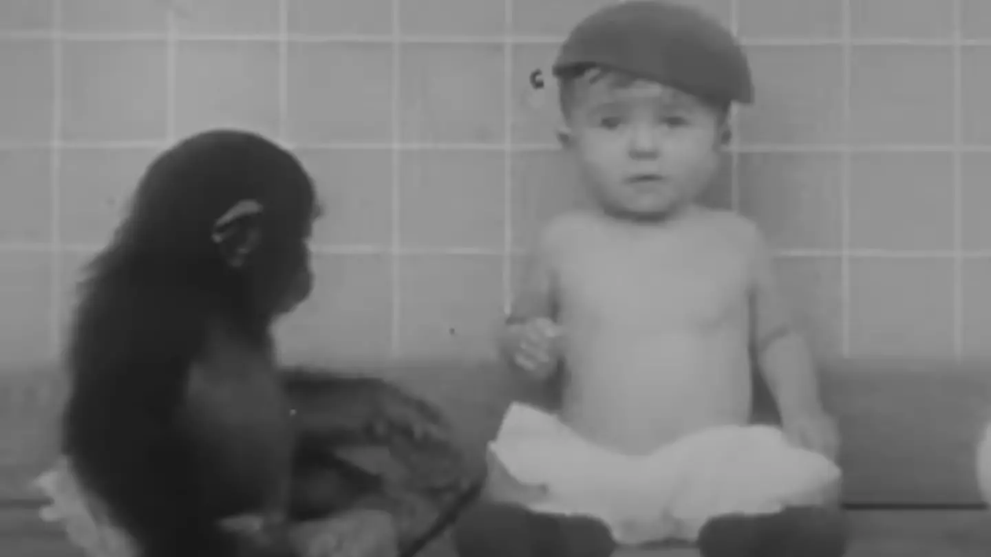 Shocking footage shows reality of family who forced infant son to grow up with chimpanzee in 'disturbing' experiment
