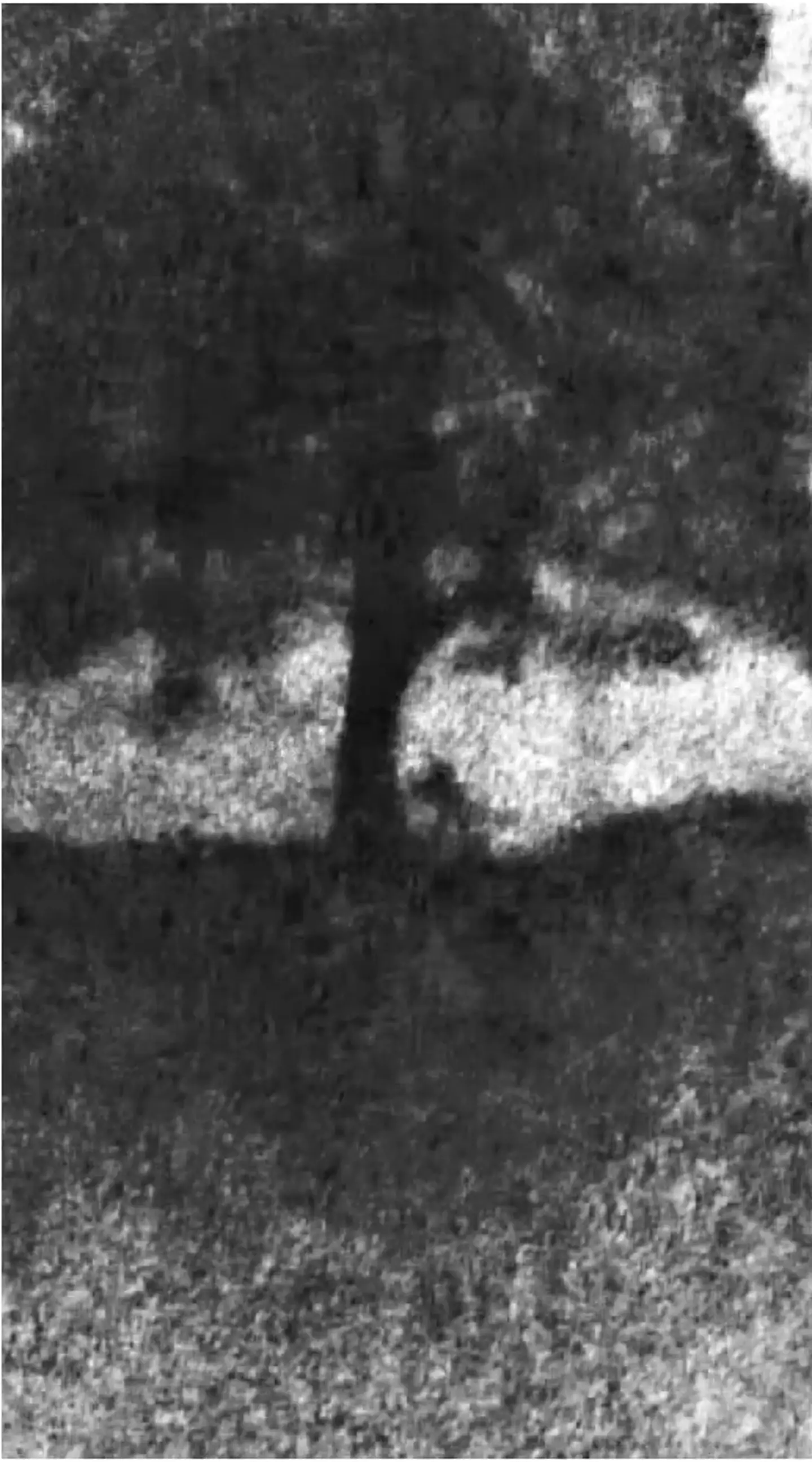 Jurors were shown the grainy footage allegedly showing the felling of the Sycamore Gap tree (PA/Crown Prosecution Service)