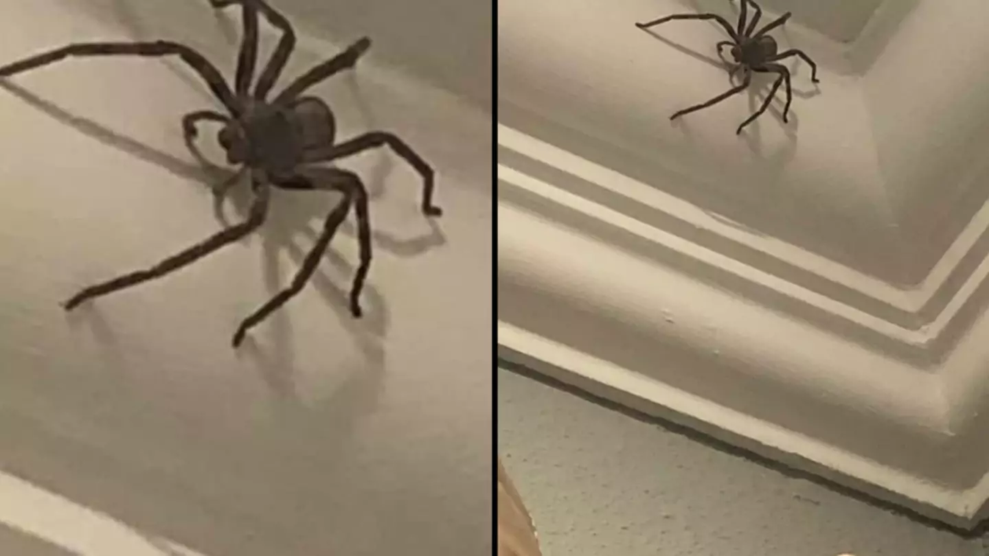Brit discovers huge spider in their home but refuses for it to be killed