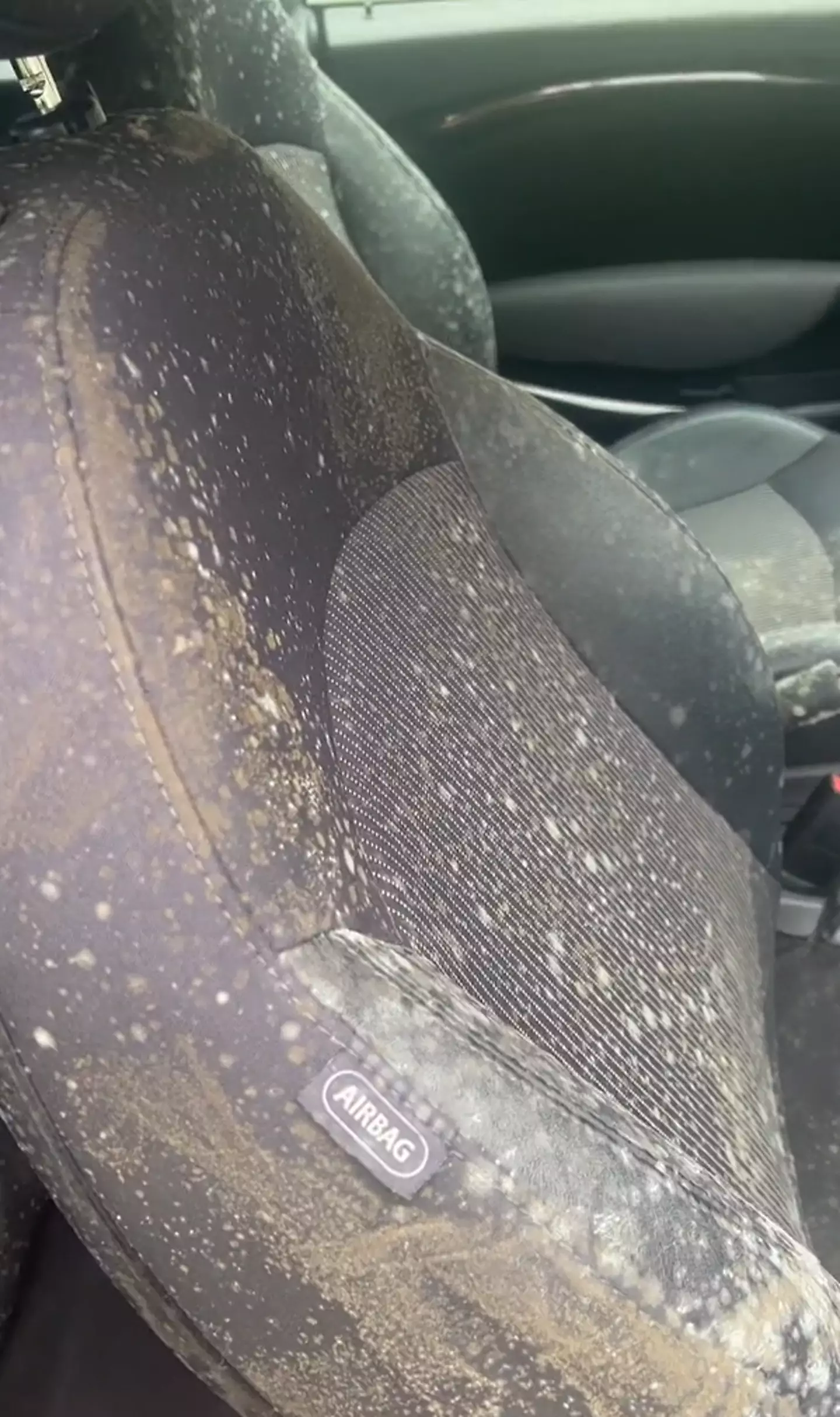 Mould can grow inside cars when moisture is allowed in.