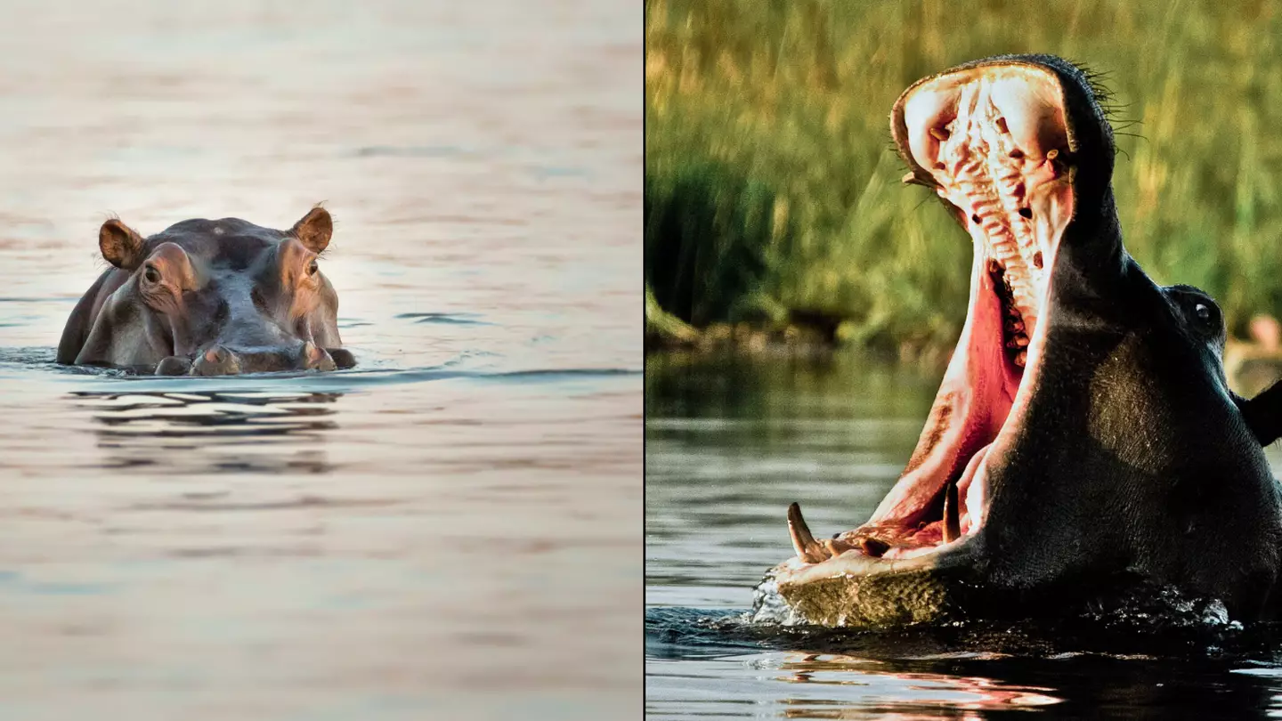 Hippo swallows two year old boy whole and then spits him out alive