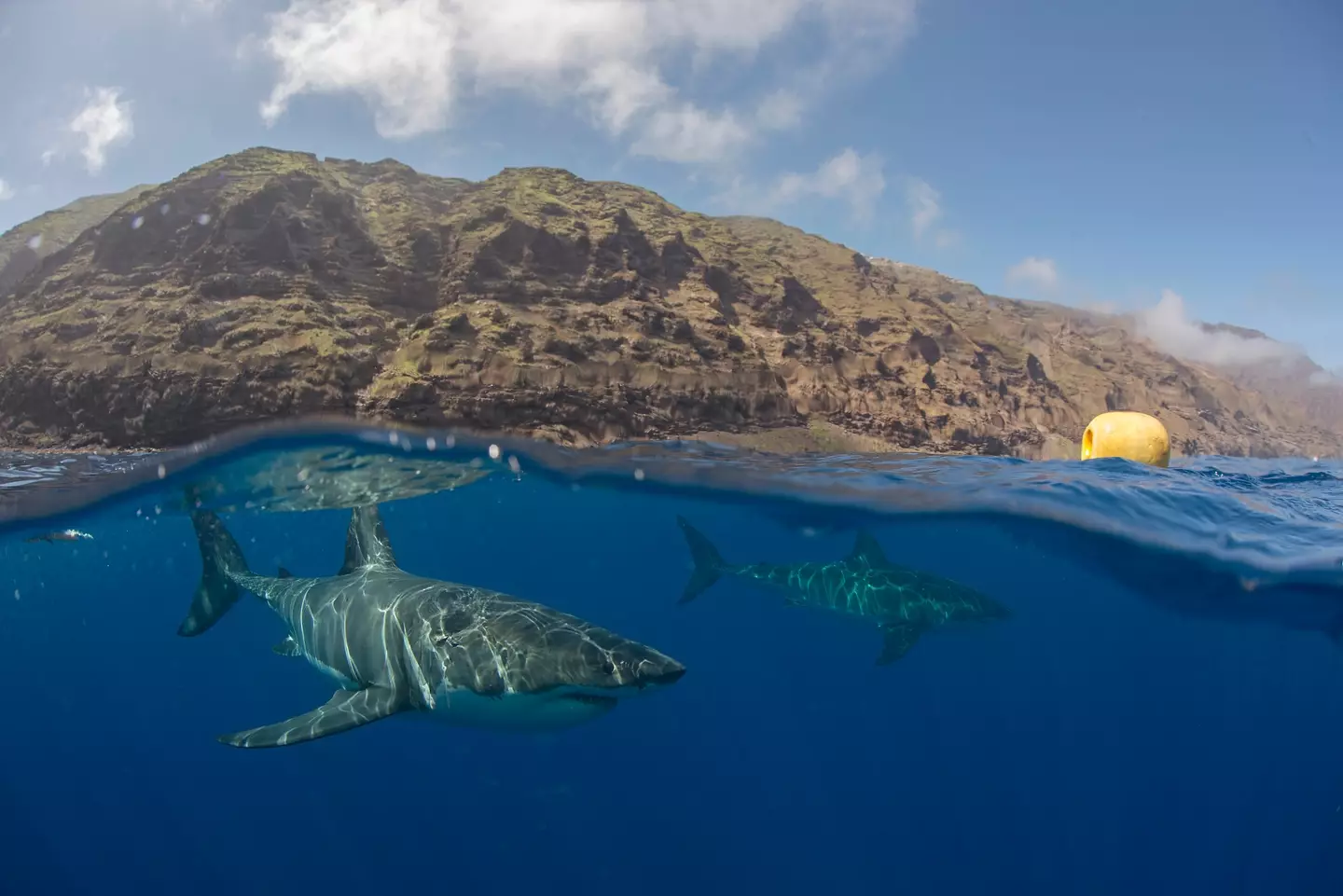 Sharks off of the Guadalupe Island coastline (Getty Stock Images)