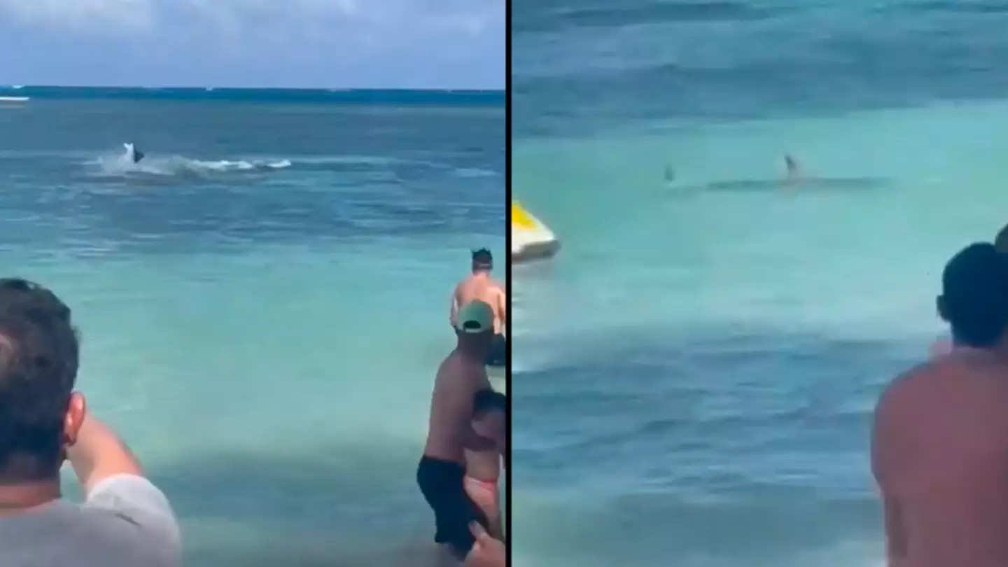 Terrifying moment tourists flee as shark is filmed mid-attack on the coast