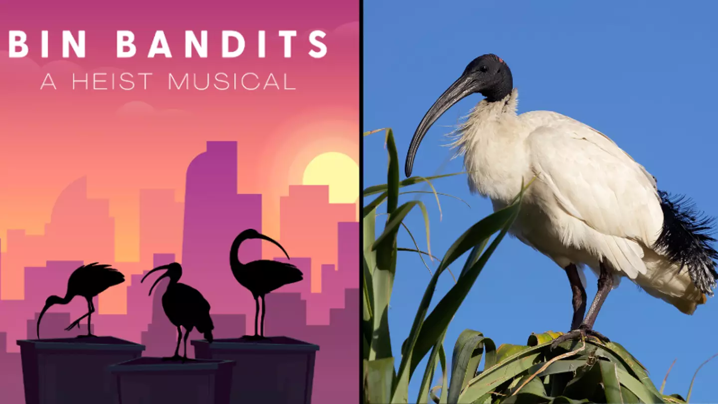 Prime Video 'Announces' New Musical Series About Bin Chickens