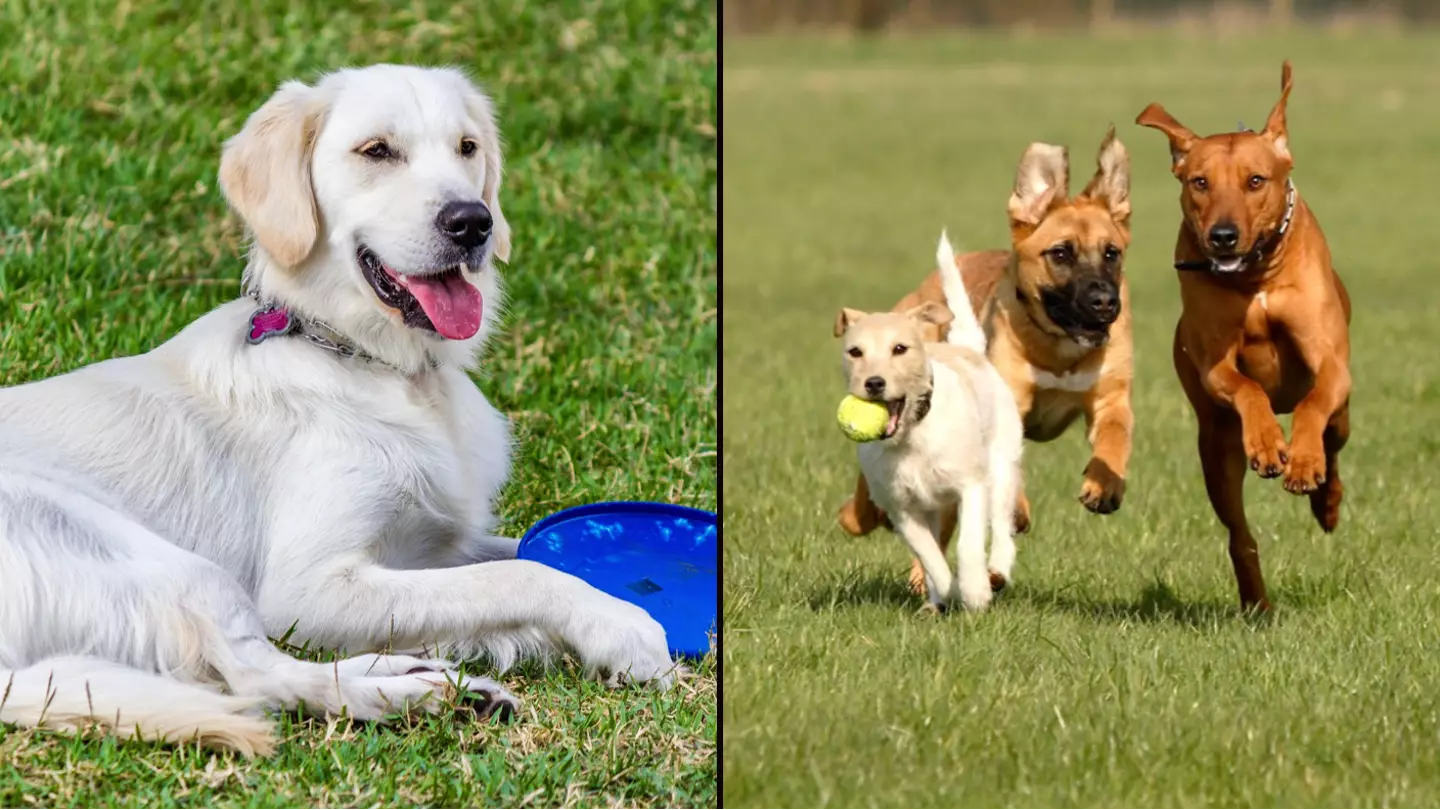 Dog owners warned about major rule change as pet accessory is banned