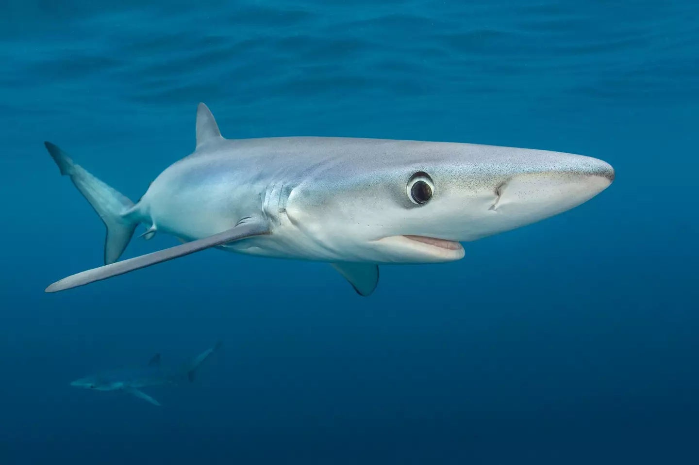Blue sharks cruise beneath the surface of the English Channel.