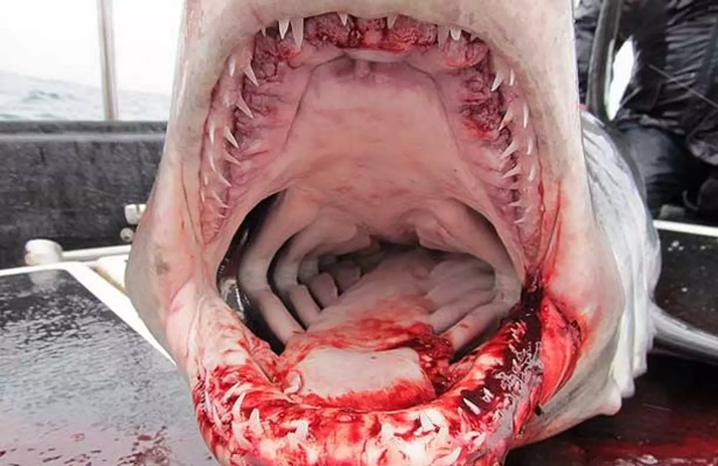 The massive shark was an estimated 8ft in length (
