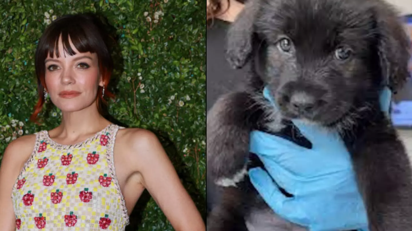 Lily Allen responds to PETA after sending her brutal gift for getting rid of her dog when eating her passport