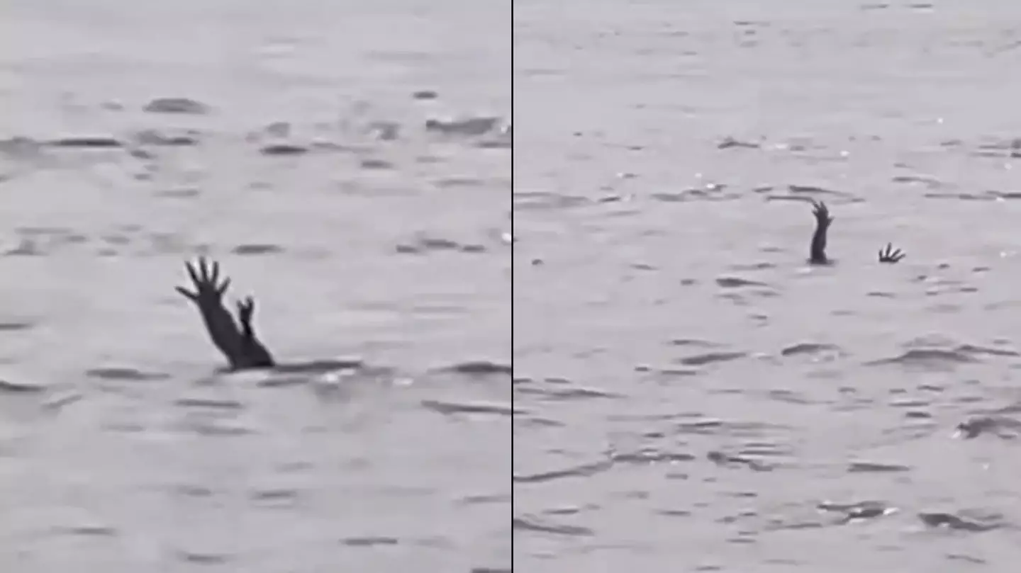 Expert explains truth behind extremely disturbing theory surrounding crocodile 'pretending to drown'