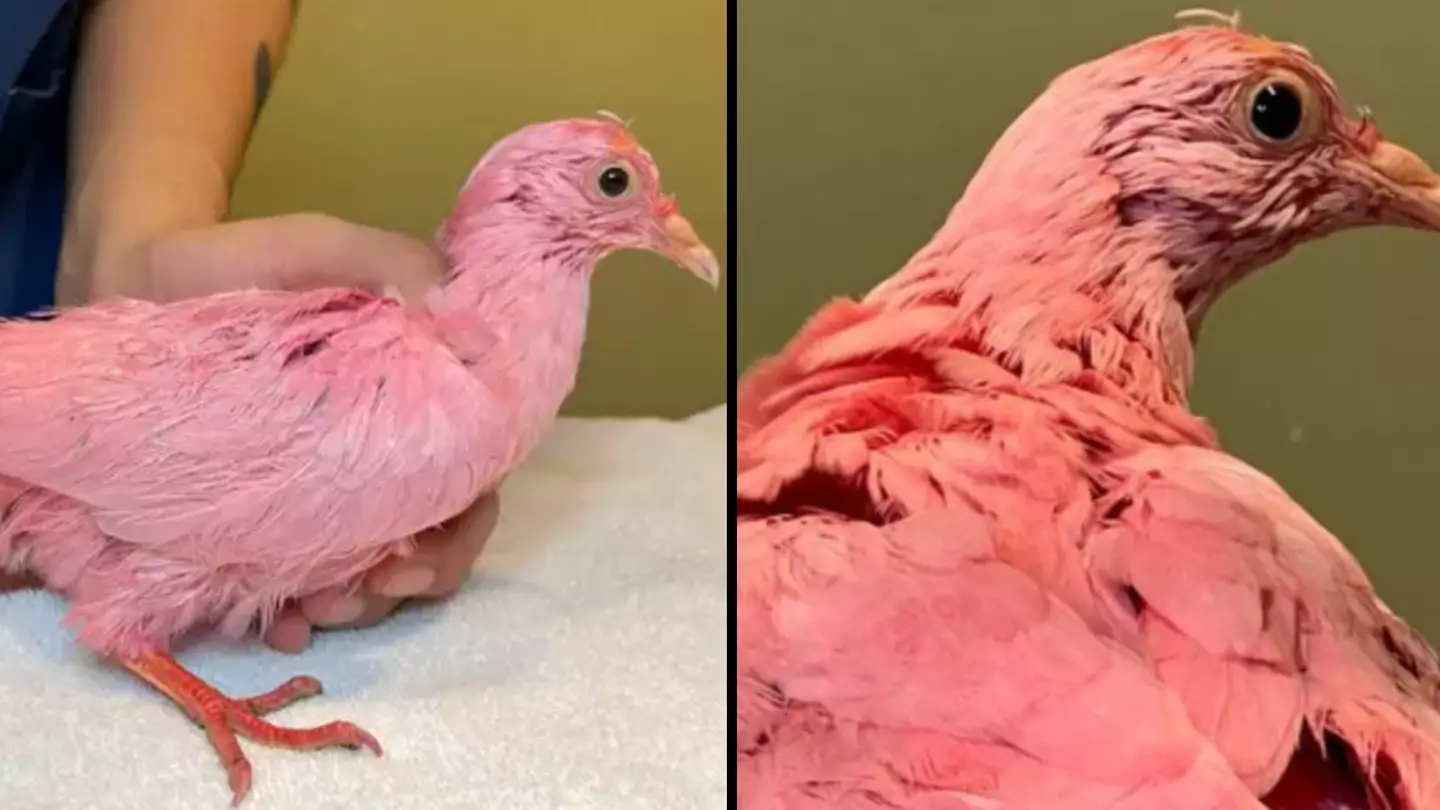 Pink pigeon dyed for gender reveal party dies from colour toxins, experts believe