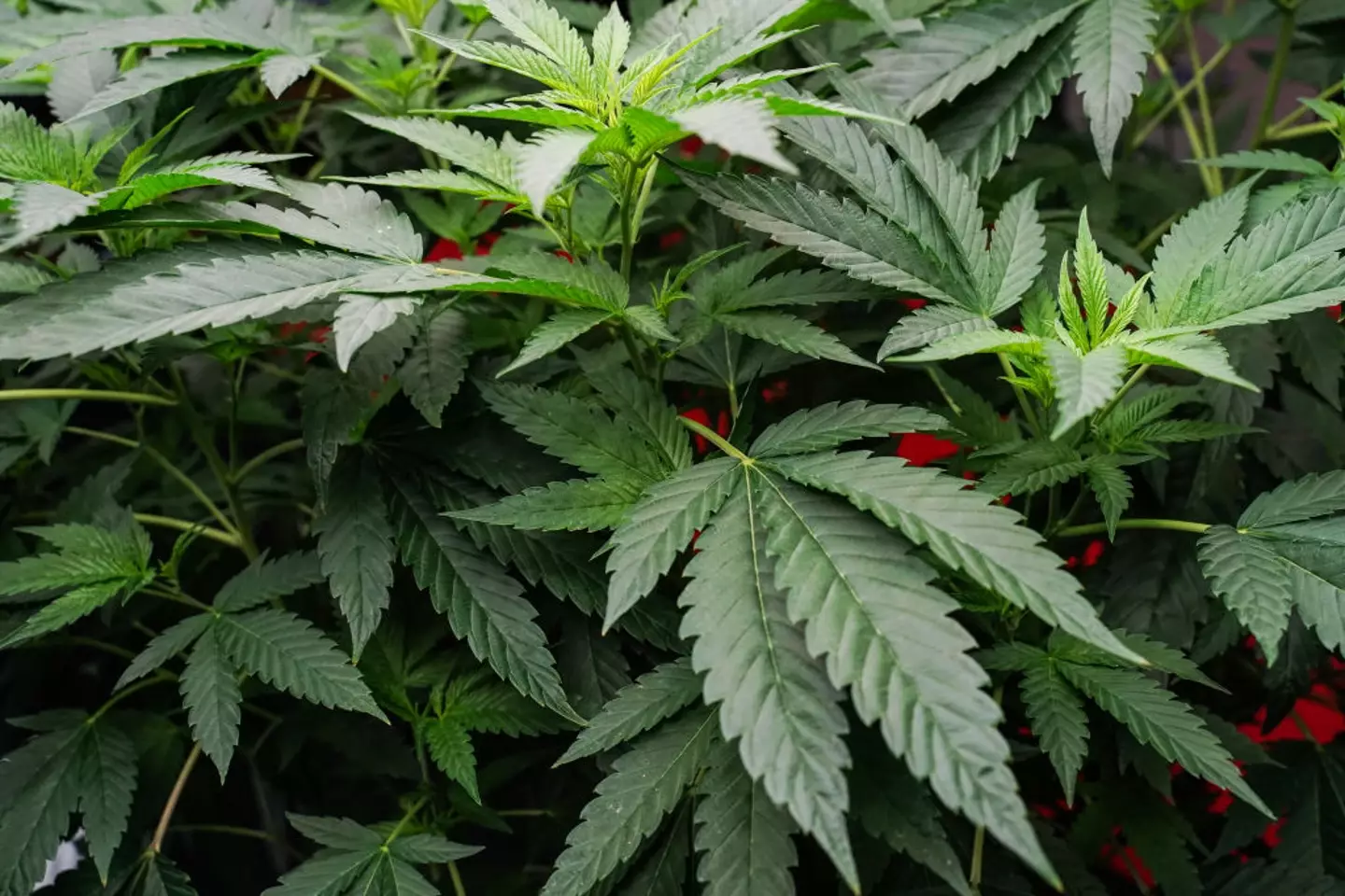 Medicinal cannabis is banned alongside illegal substances (Anusak Laowilas/NurPhoto via Getty Images)