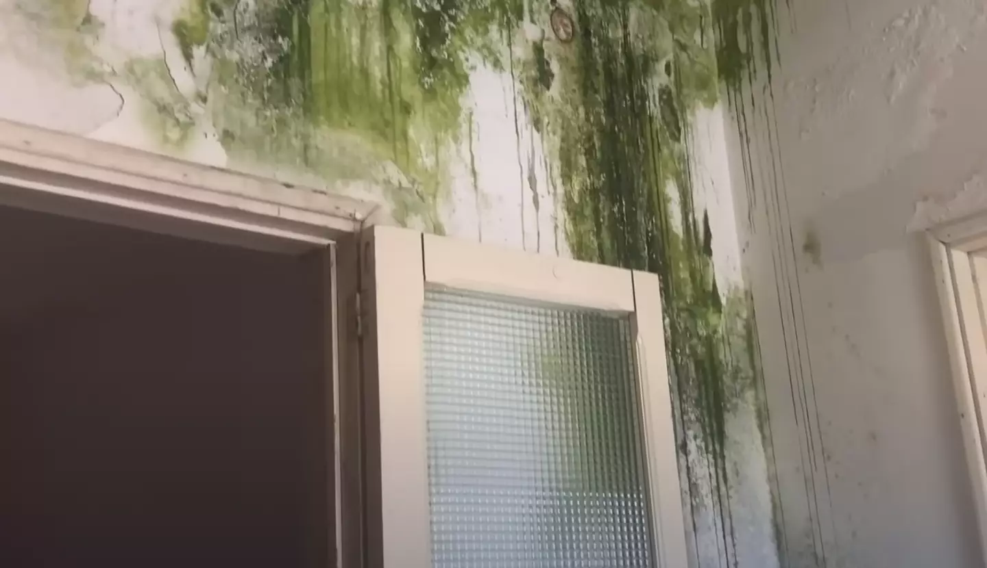 Their first property was riddled with mould. (YouTube/Insider news)