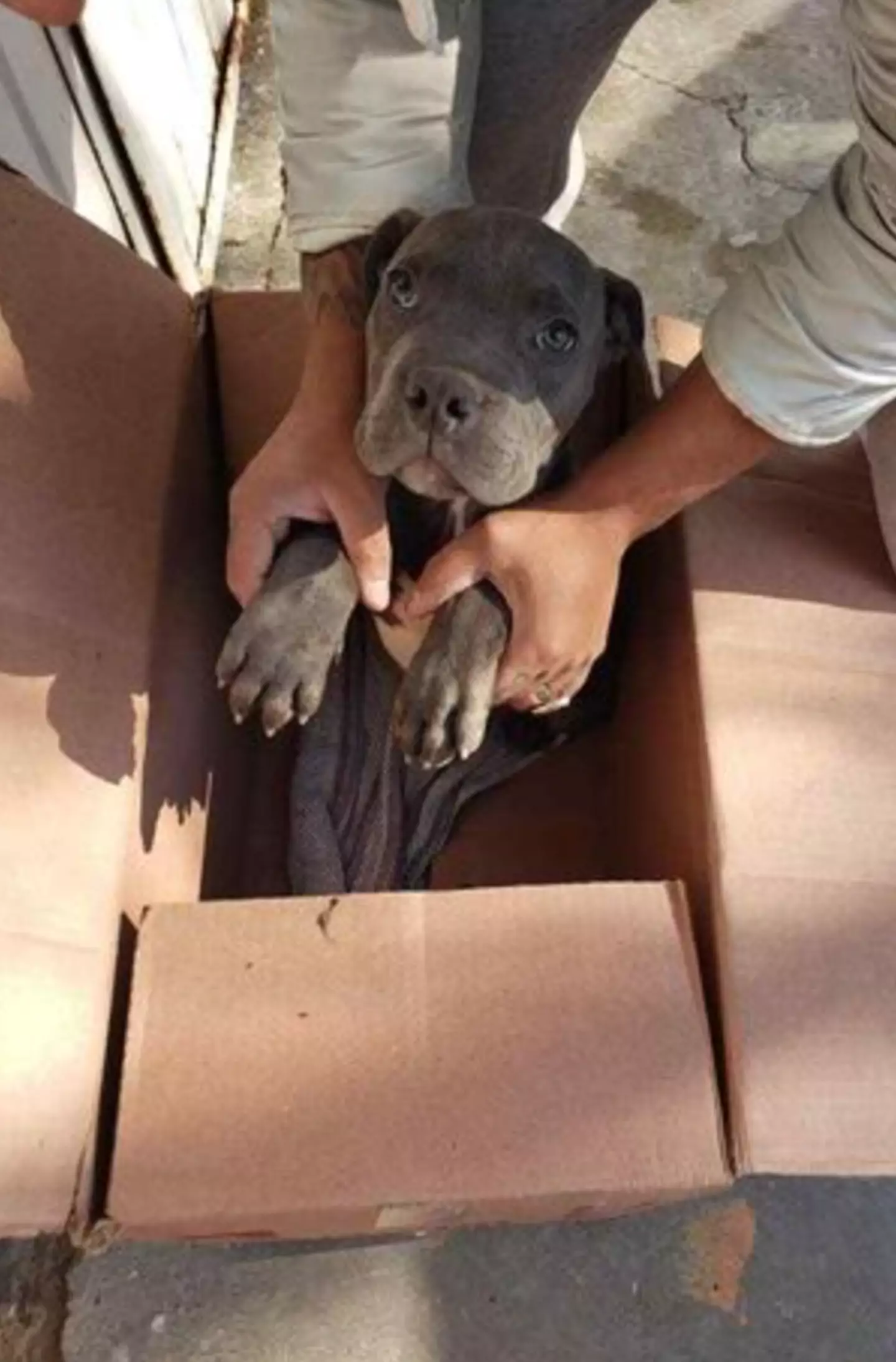 He packed the pup away with its favourite cuddly toy and attached a devastating note explaining his decision.