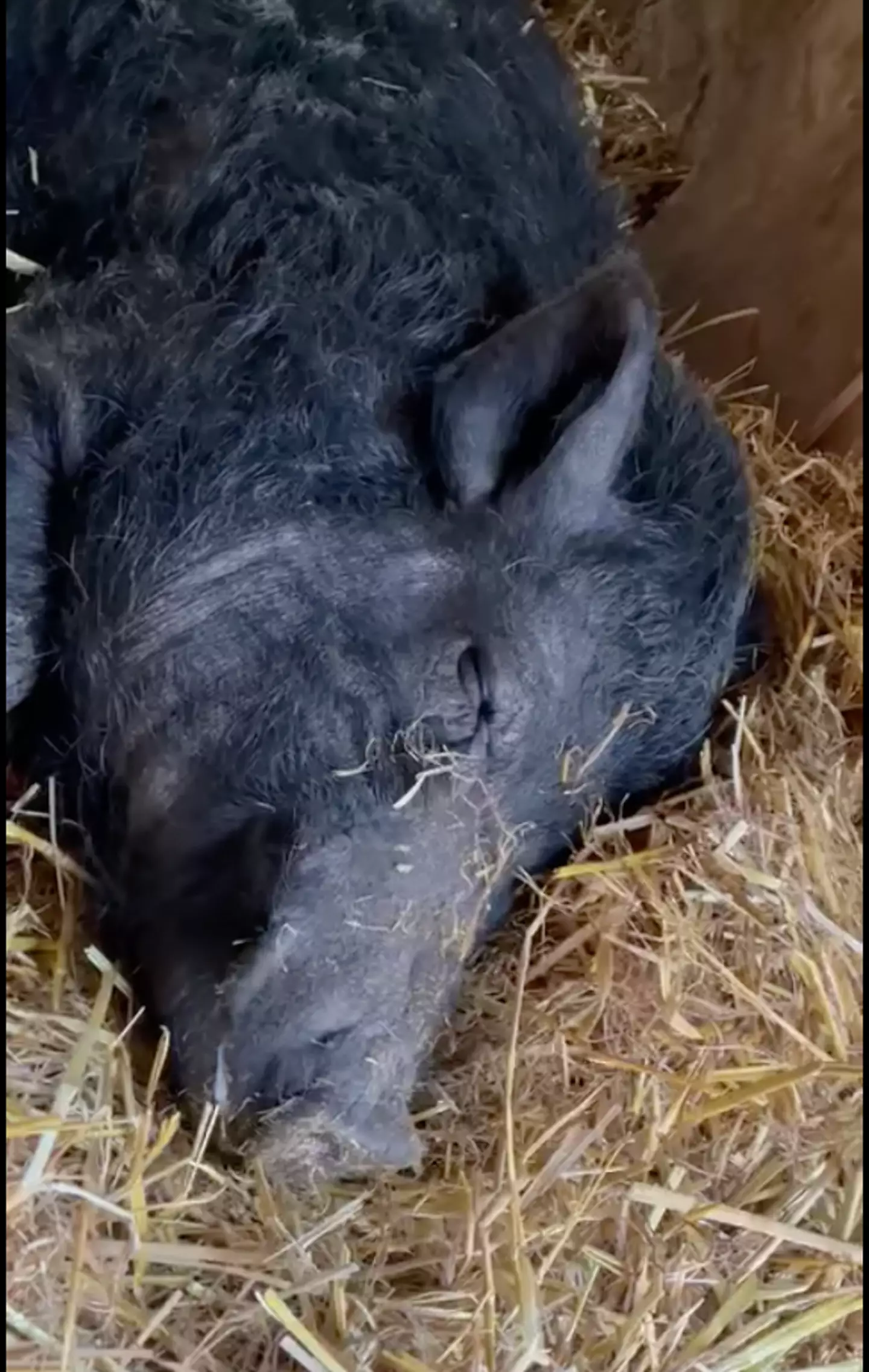 Portia was taken in by Whitegate Animal Sanctuary in Merseyside.