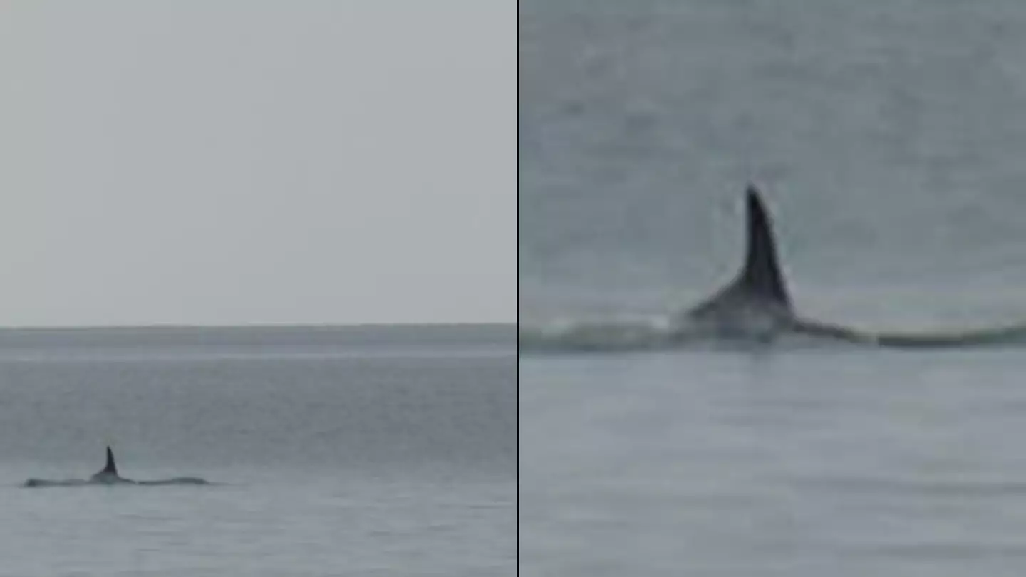 Shocked Onlooker Believes He's Spotted Killer Whale Stalking Popular UK Beach