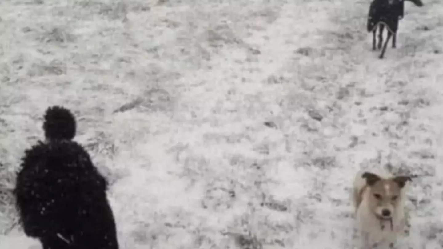 Photo showing 'someone walking beside two dogs' leaves people stunned after realisation there's no person in it