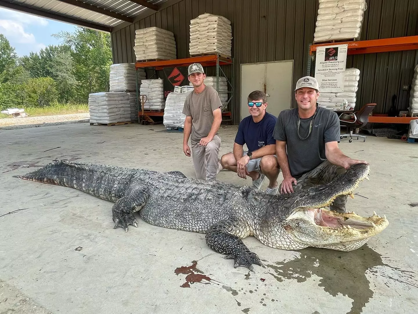 The group caught the massive alligator over the weekend.