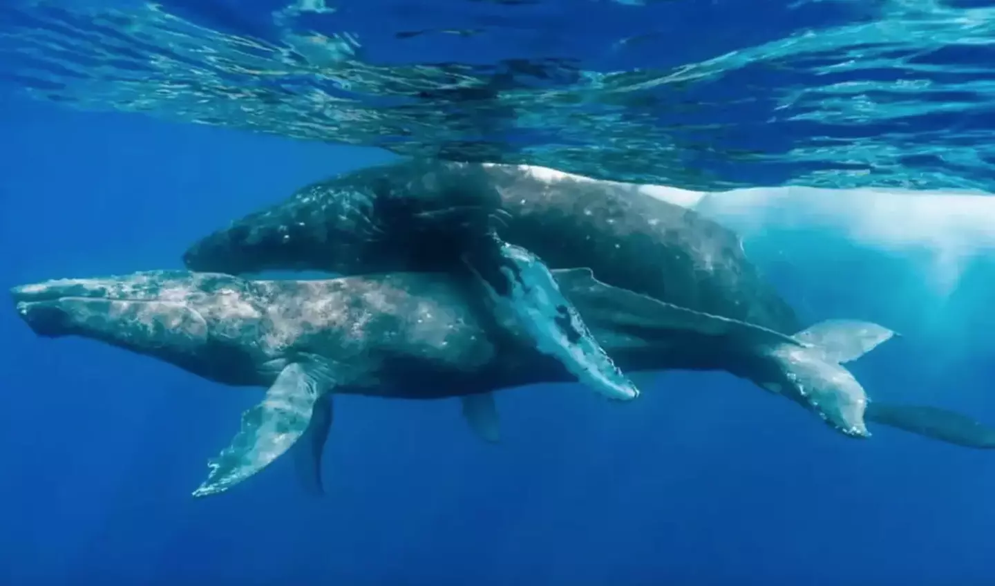 Two whales were caught on camera getting down and dirty in never-before-seen images.