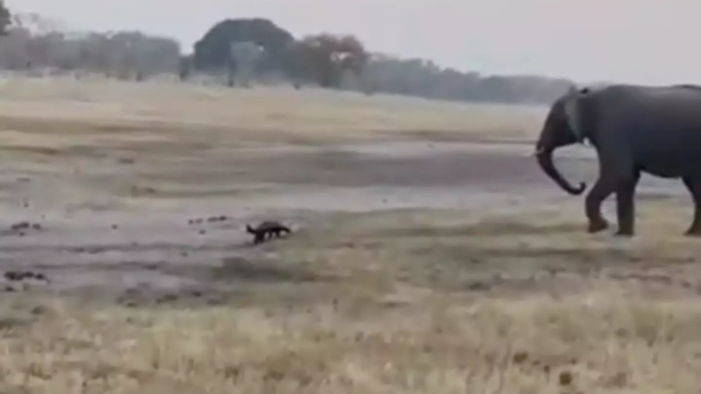 Video shows insane reality of fight between elephant and honey badger despite it being tiny in comparison