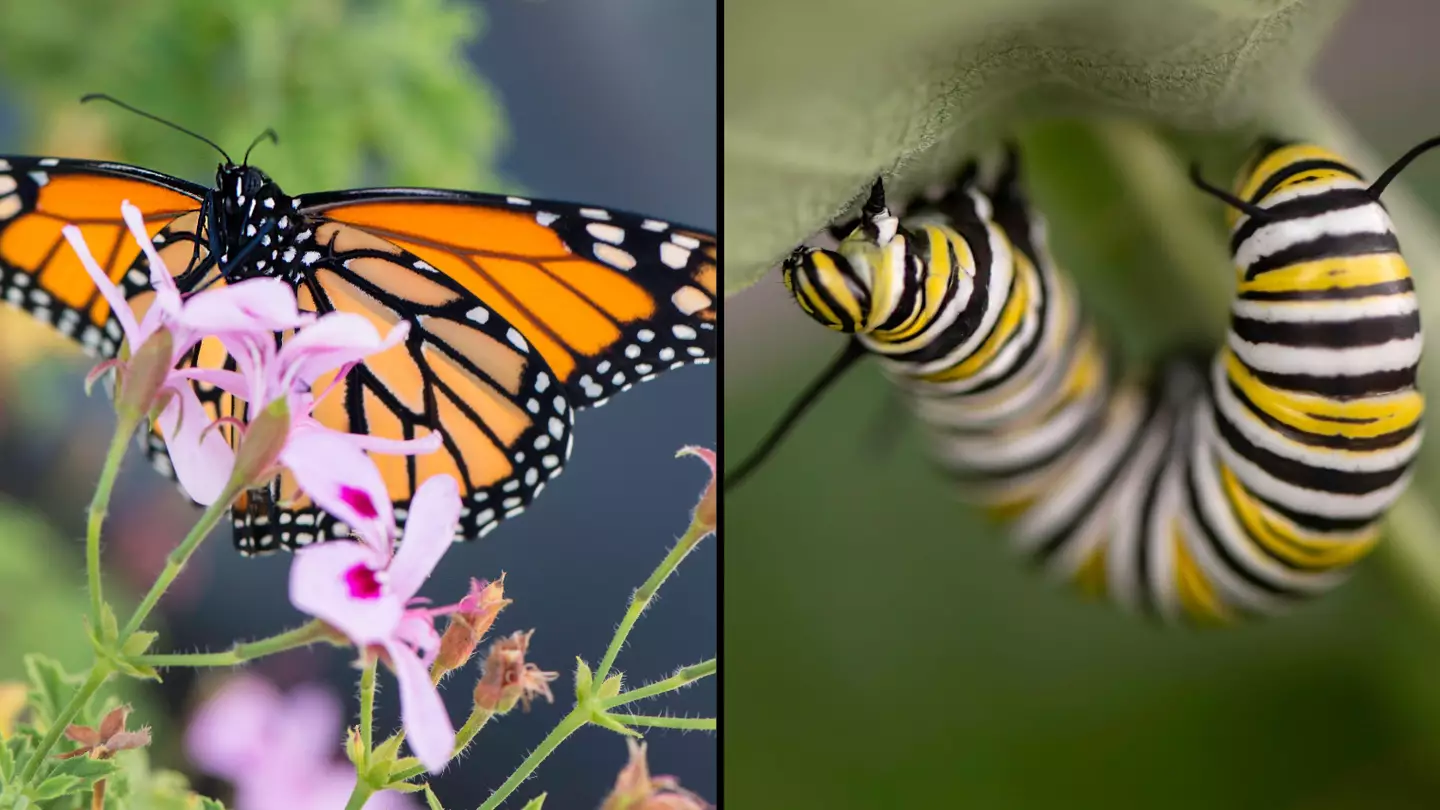 Monarch Butterflies Have Now Officially Been Labelled As Endangered