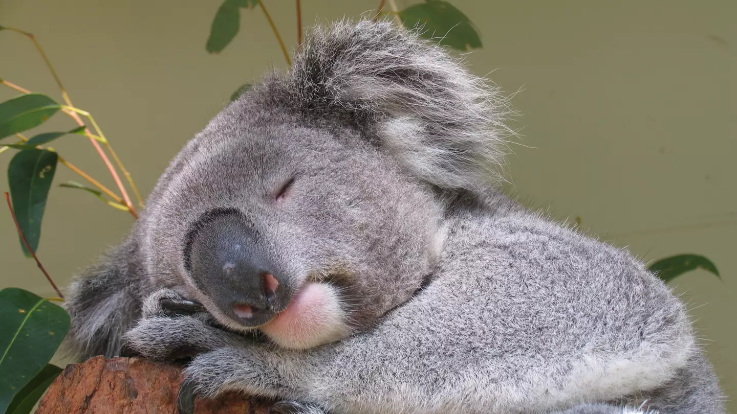 Here’s your chance to win one of three overnight stays at The Wildlife Retreat at Taronga Zoo, Sydney thanks to Visa