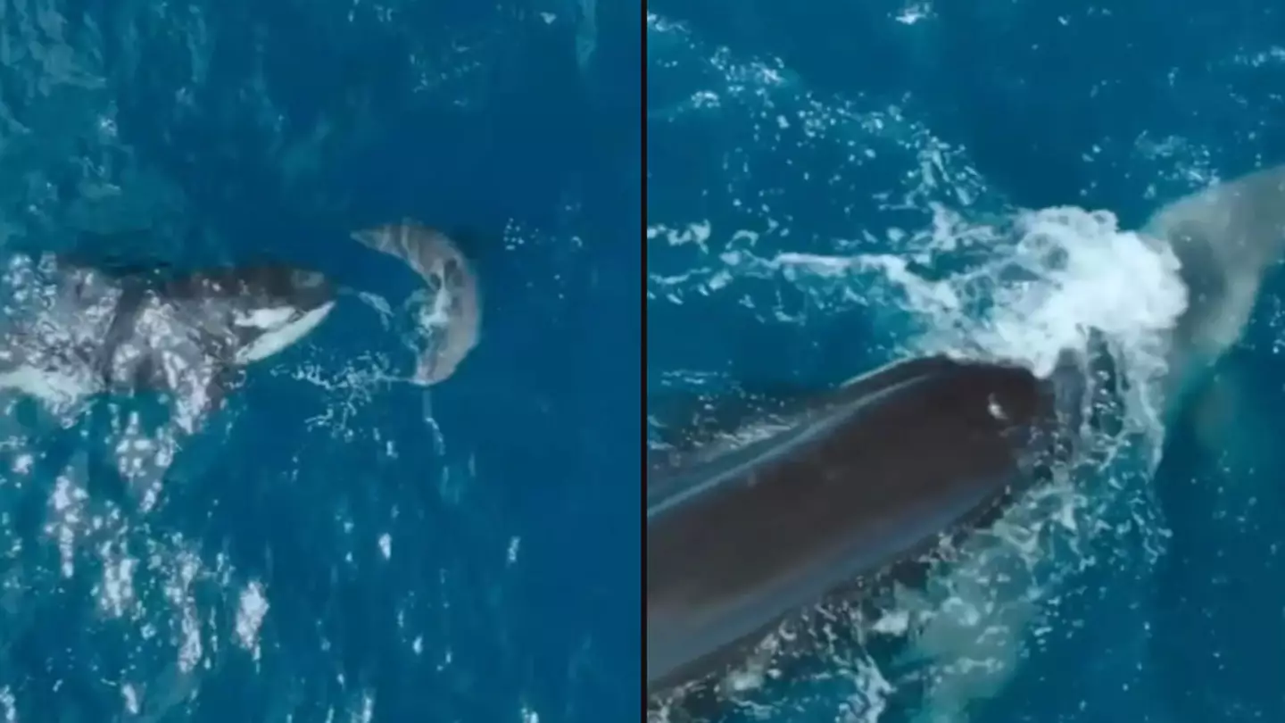 New footage shows historic moment single killer whale hunts and kills great white shark