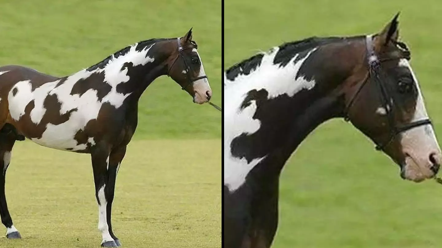 Only people 'with high IQ' can spot second horse in baffling optical illusion