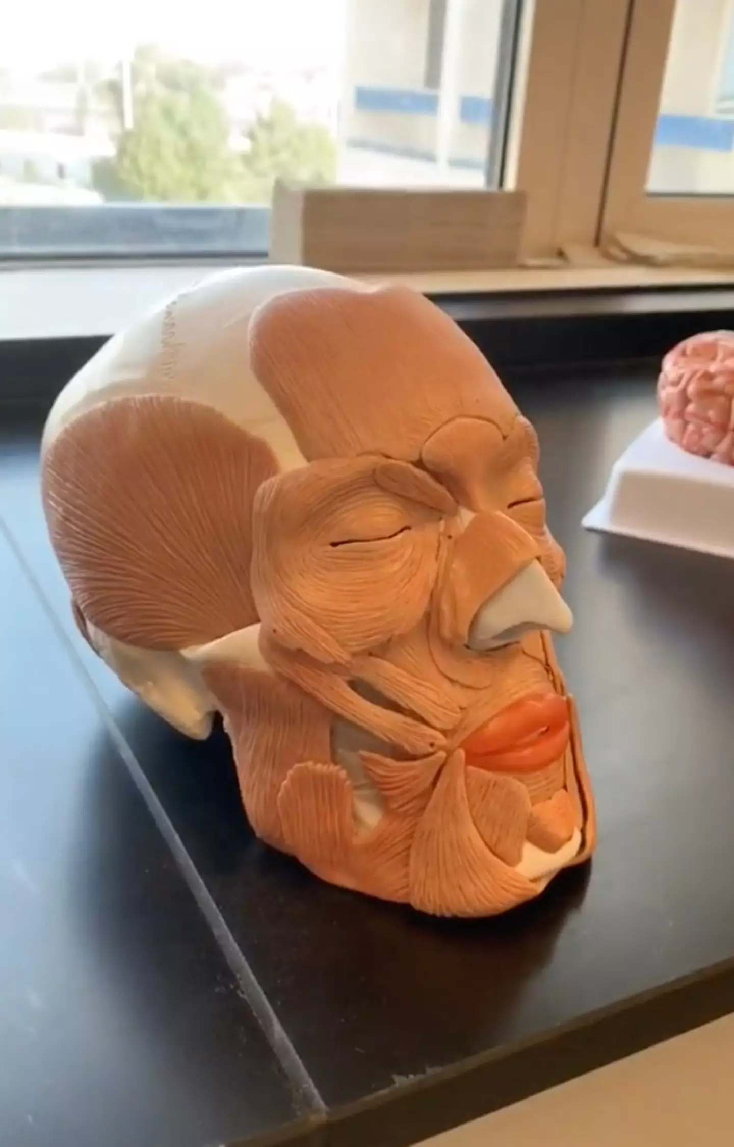 The video explaining where dimples come from left has people stunned (TikTok/@instituteofhumananatomy)