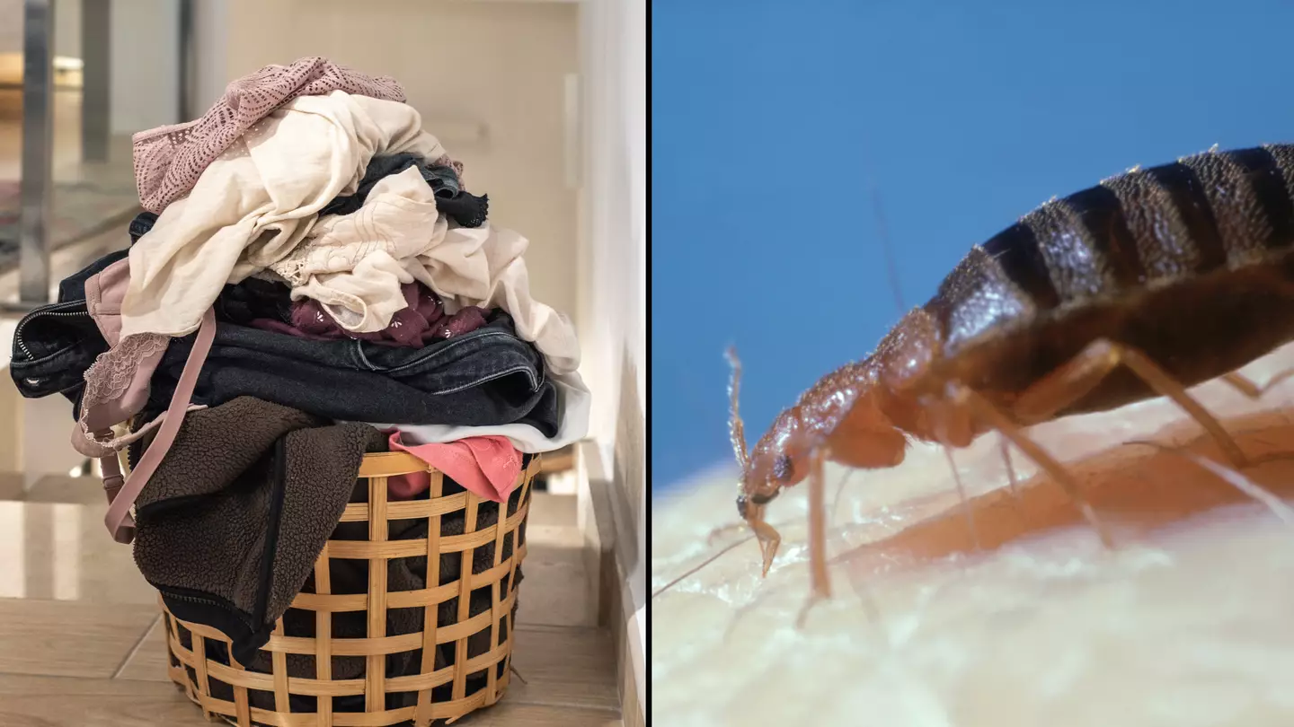 People warned about what to do if bed bugs get on your clothes