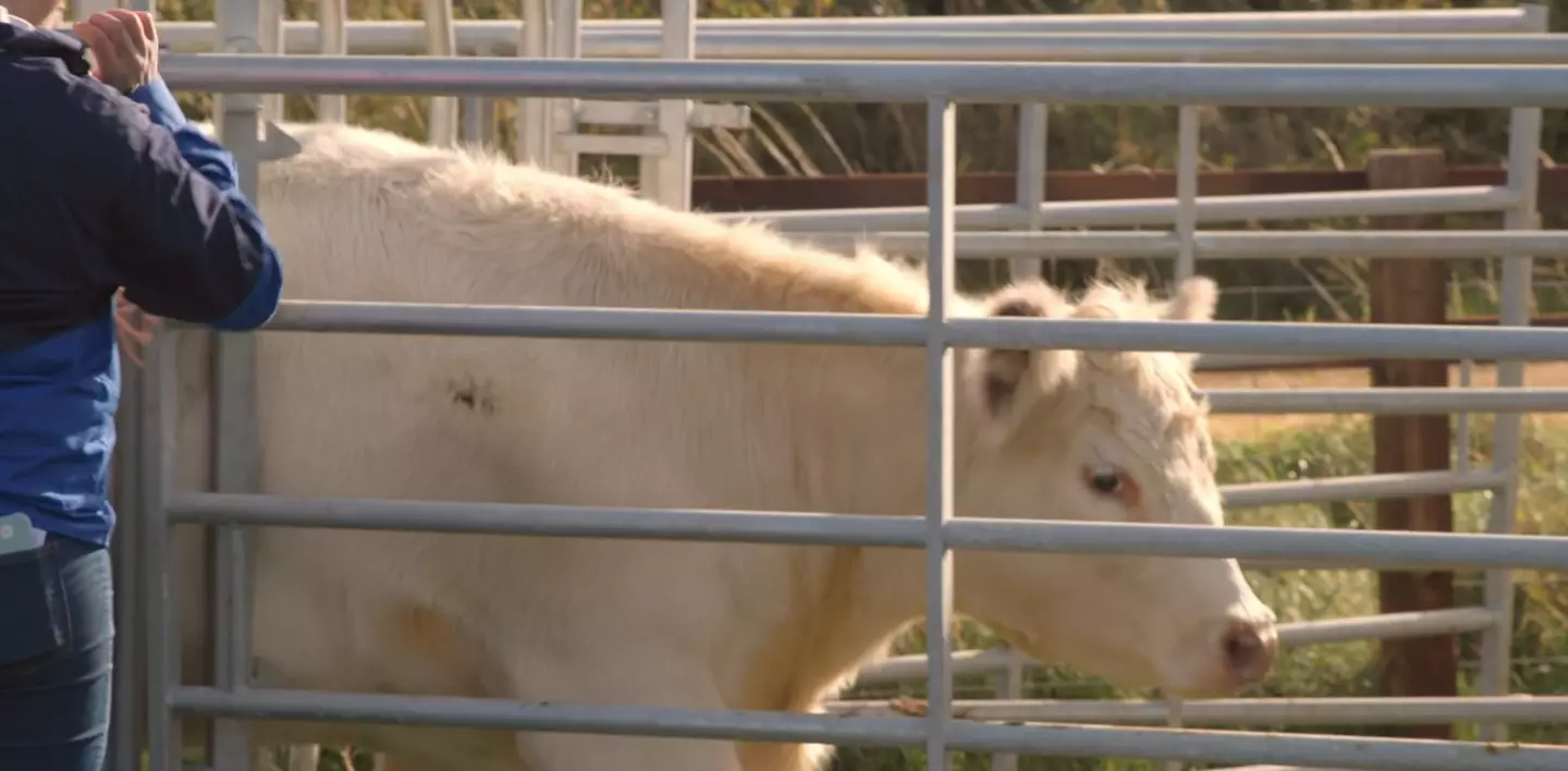 Pepper being sent to the abattoir (Prime Video)