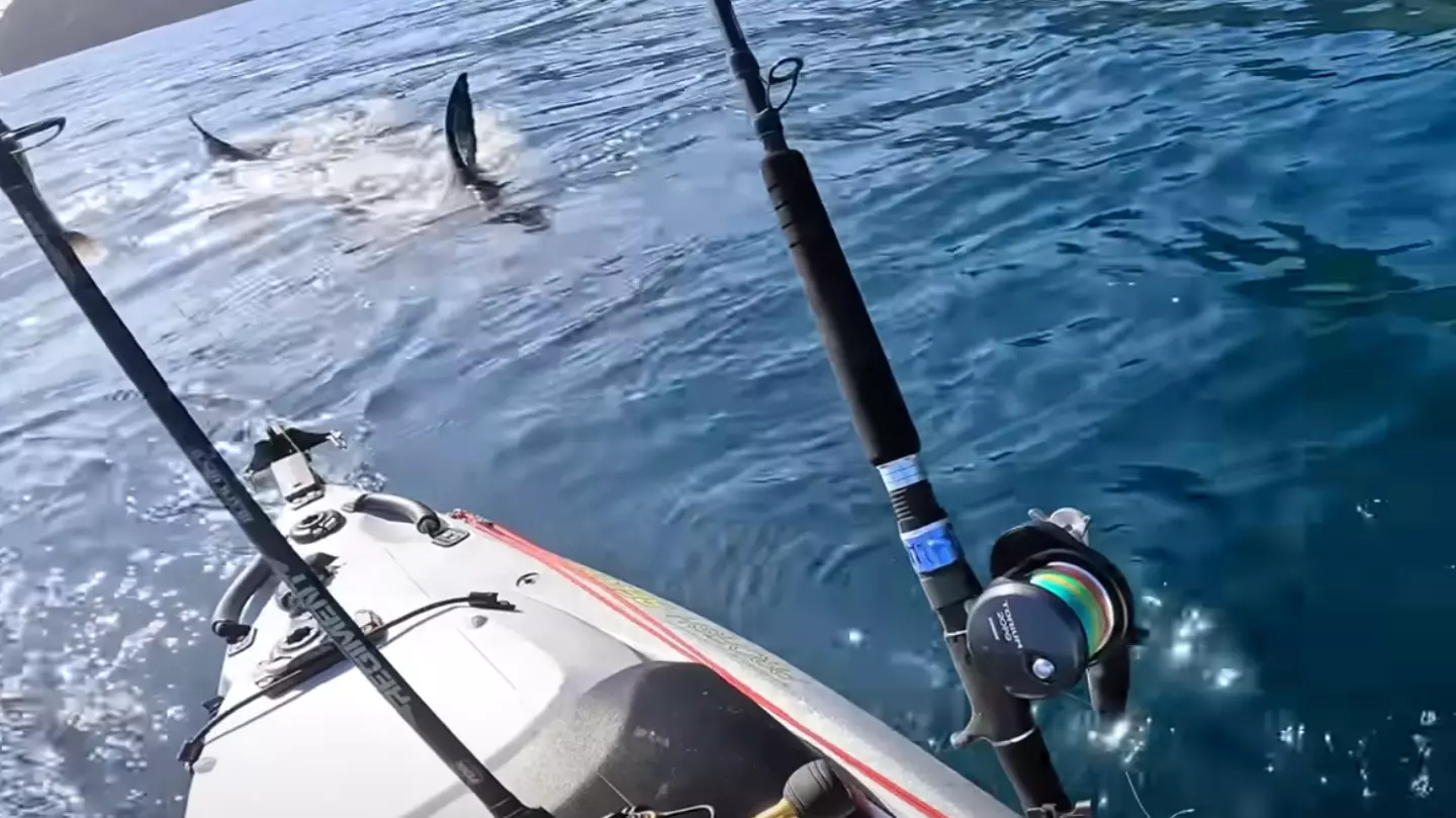 Terrifying moment man in kayak is hunted by massive great white shark in life-threatening encounter