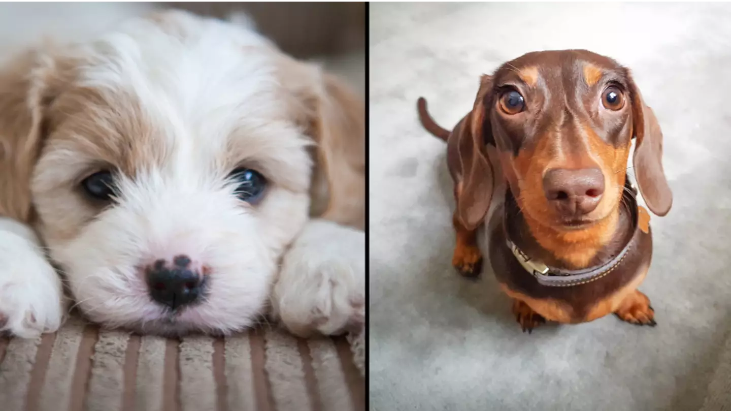 Weird reason why you sometimes want to crush your pet