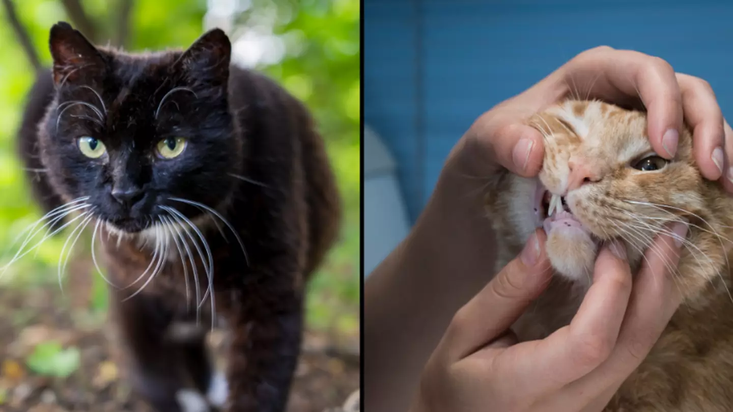 First case of deadly cat virus has been found in the UK