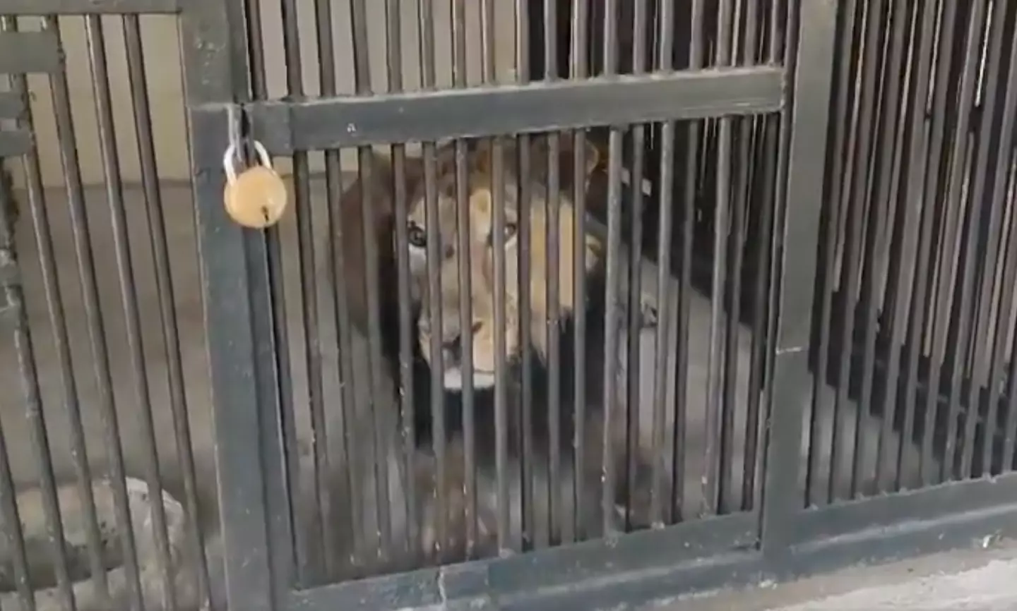 The lion has been moved out of the enclosure to be closely monitored.