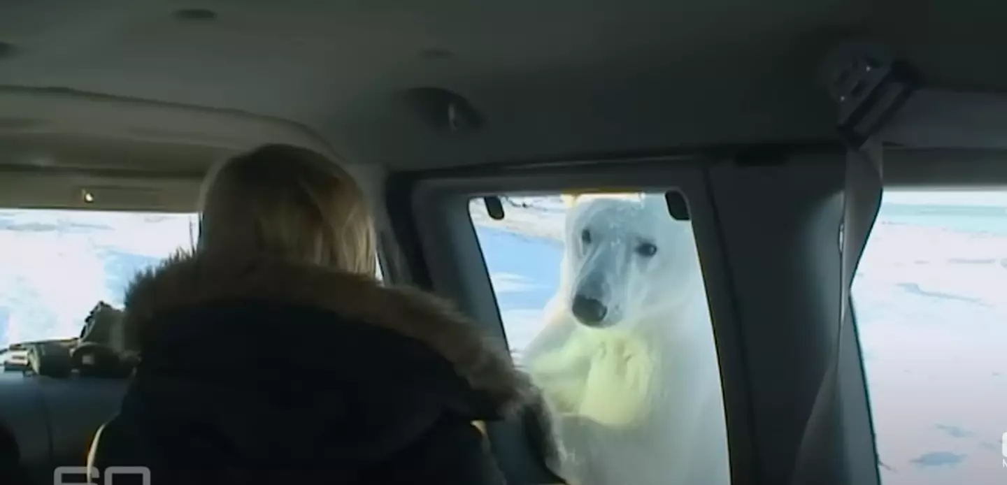 The hungry polar bear chomped on the car.