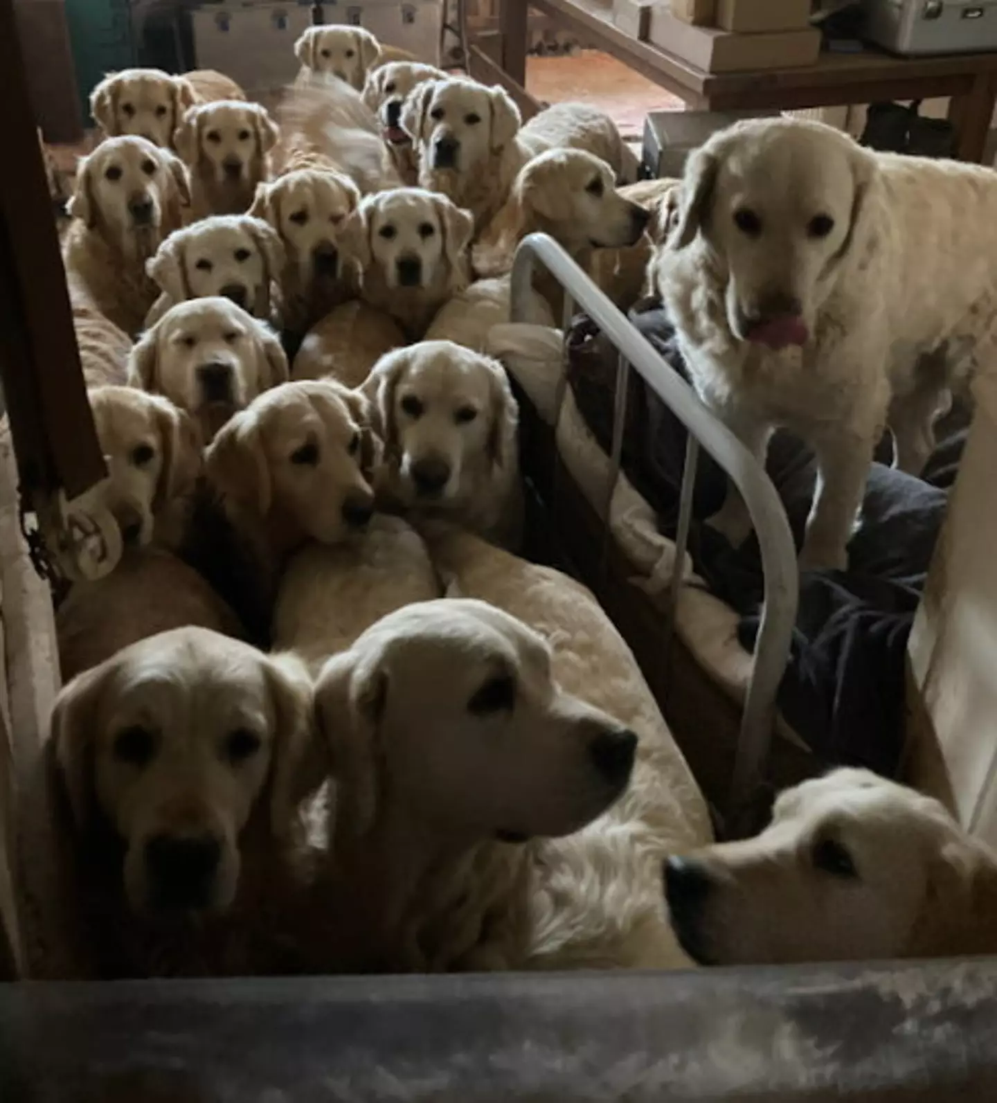 Two dogs died due under the conditions (SWNS)